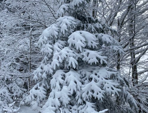 L’hiver est là, c’est le moment de prendre soin de soi, repli sur soi avant les fêtes de fin d’année, pour mieux pouvoir apprécier ensuite les moments en famille 